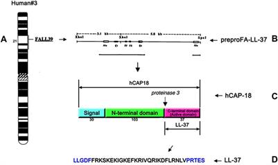 Renovation as innovation: Repurposing human antibacterial peptide LL-37 for cancer therapy